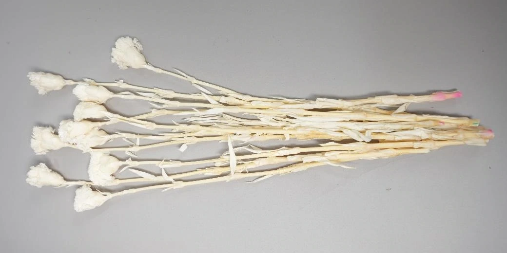 Real Dried Eucalyptus